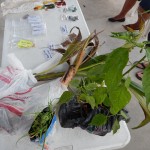 Participants brought seeds, plants and ideas to share with others.